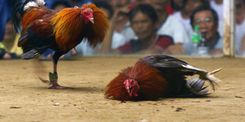 Những điều cần nhớ để chơi đấu gà WS168